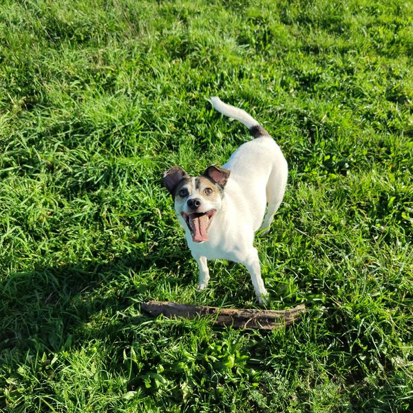 Excited dog standing on green grass with a stick.