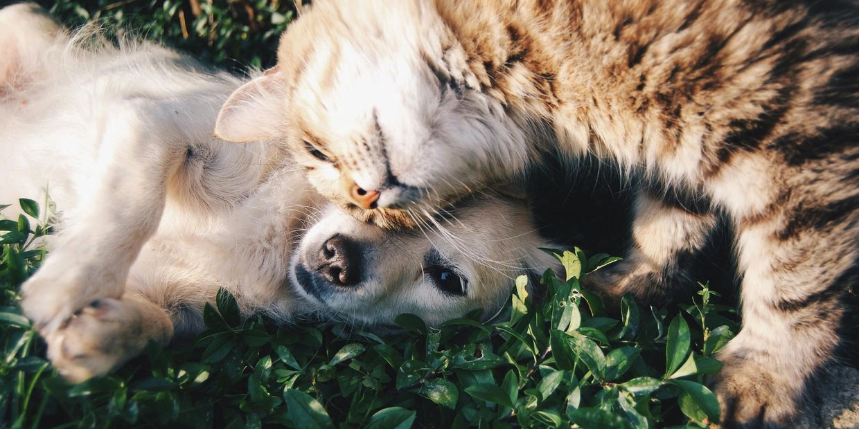 A cat cuddling a dog on green grass under warm sunlight.