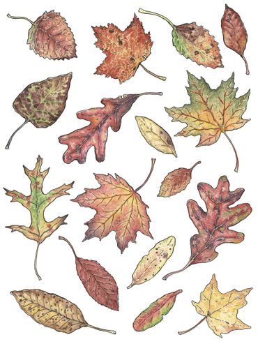 watercolor nature botanical illustration of colorful fall autumn leaves