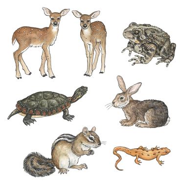 watercolor nature illustration of forest woodland animals, deer, toad, turtle, newt, chipmunk rabbit