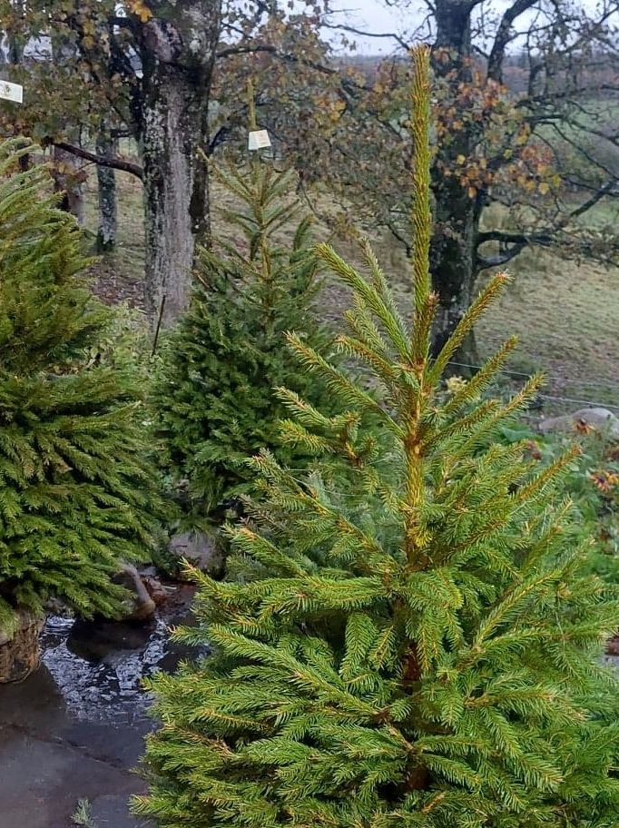 Photo Gallery Lake District Eco Christmas Trees