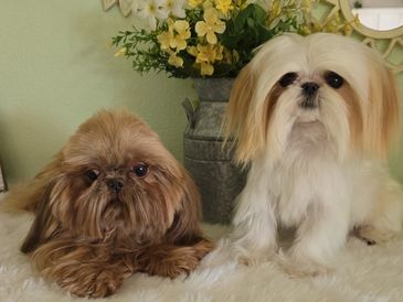 Two adorable small dogs lying on a fluffy white surface with floral decor in the background.