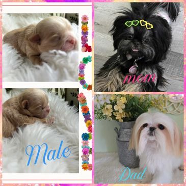 Newborn male puppy with mom and dad dogs shown separately.