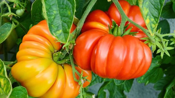 Two ripe and ripening heirloom tomatoes on the vine with green leaves.