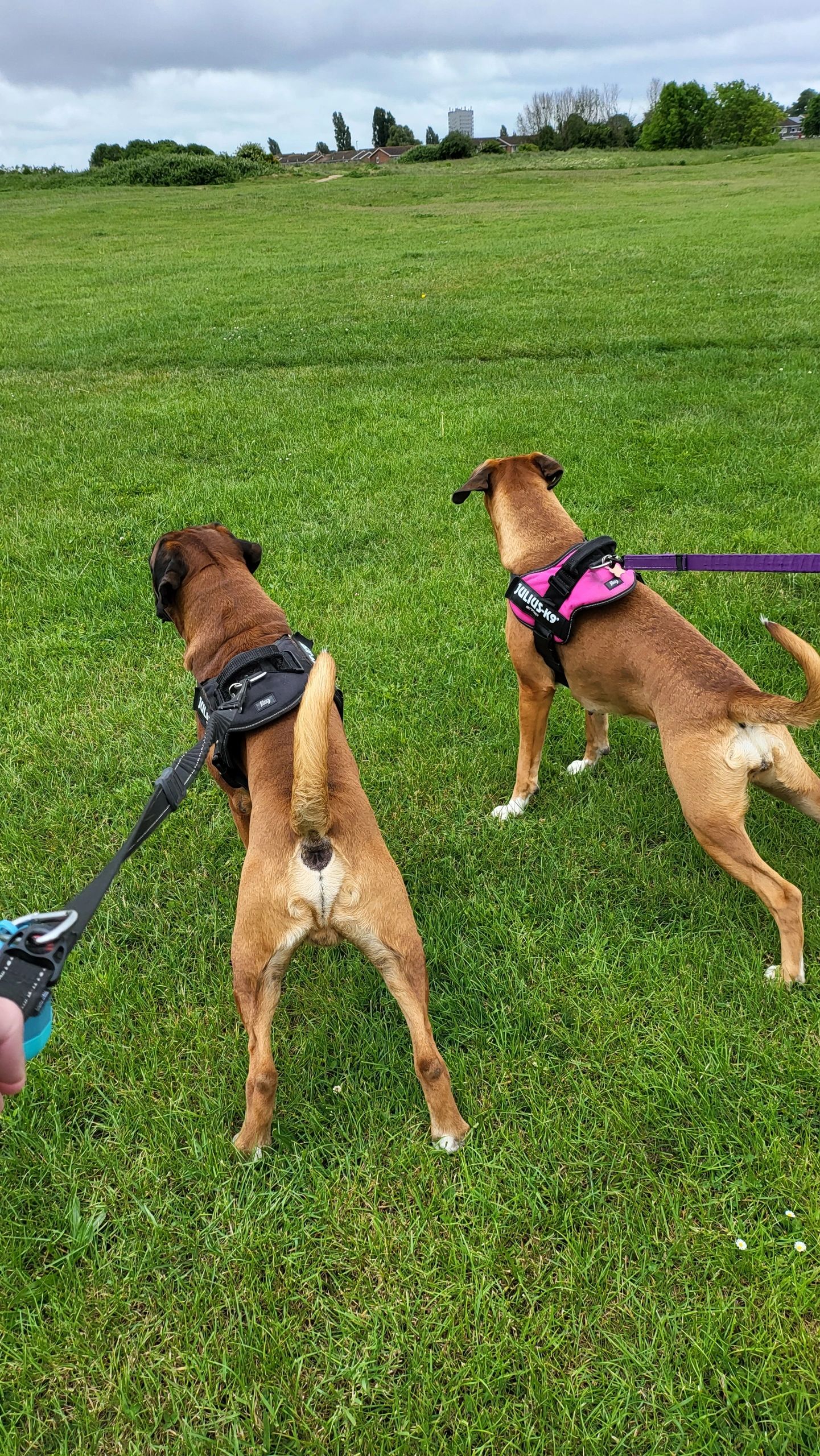 Dog Walking and Pet Sitting TJ's Wagging In All Weathers