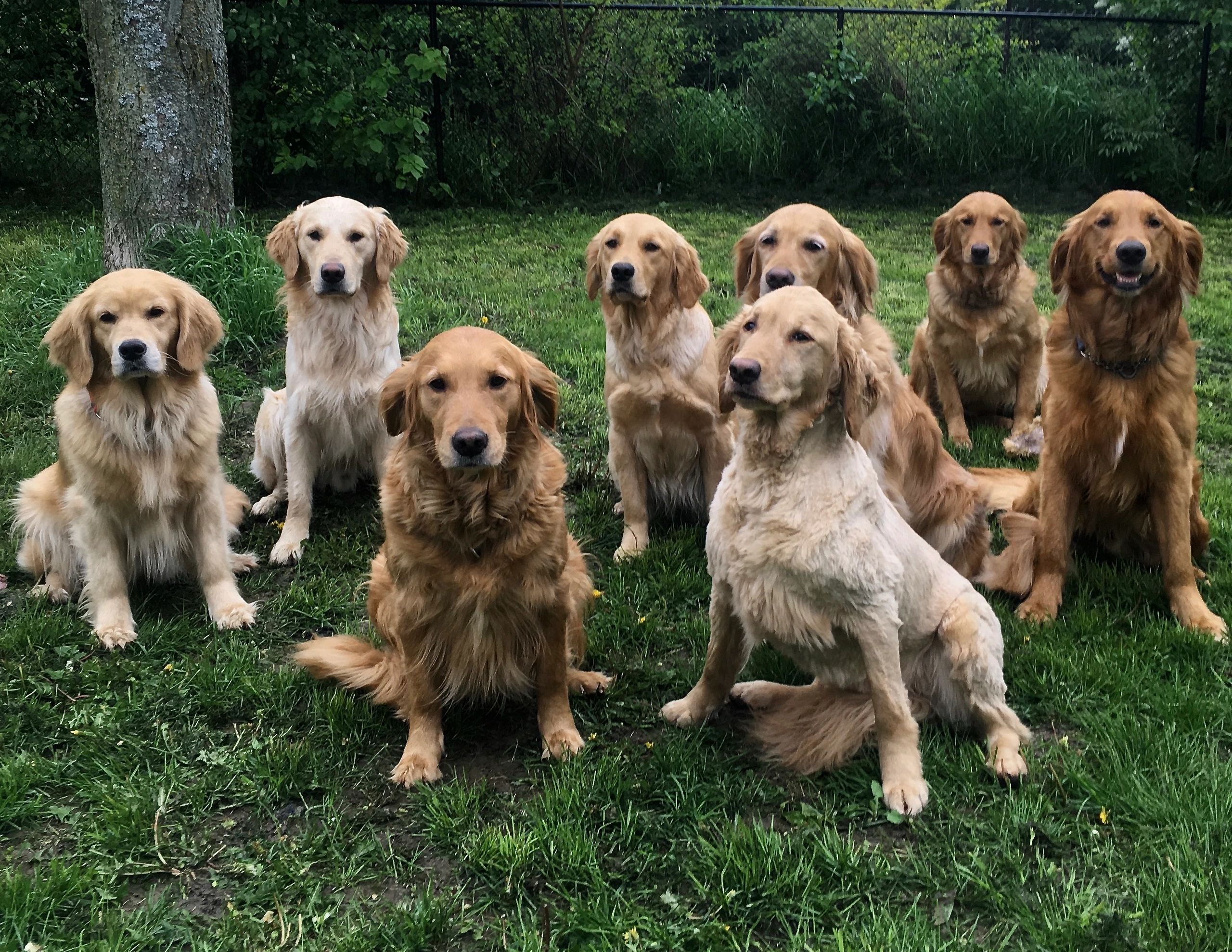 Canadian golden cheap retriever breeders