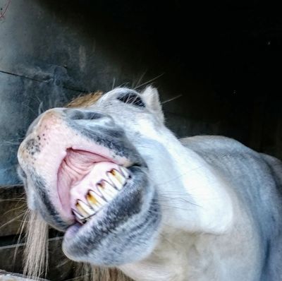 Rhett,  a smiling horse.