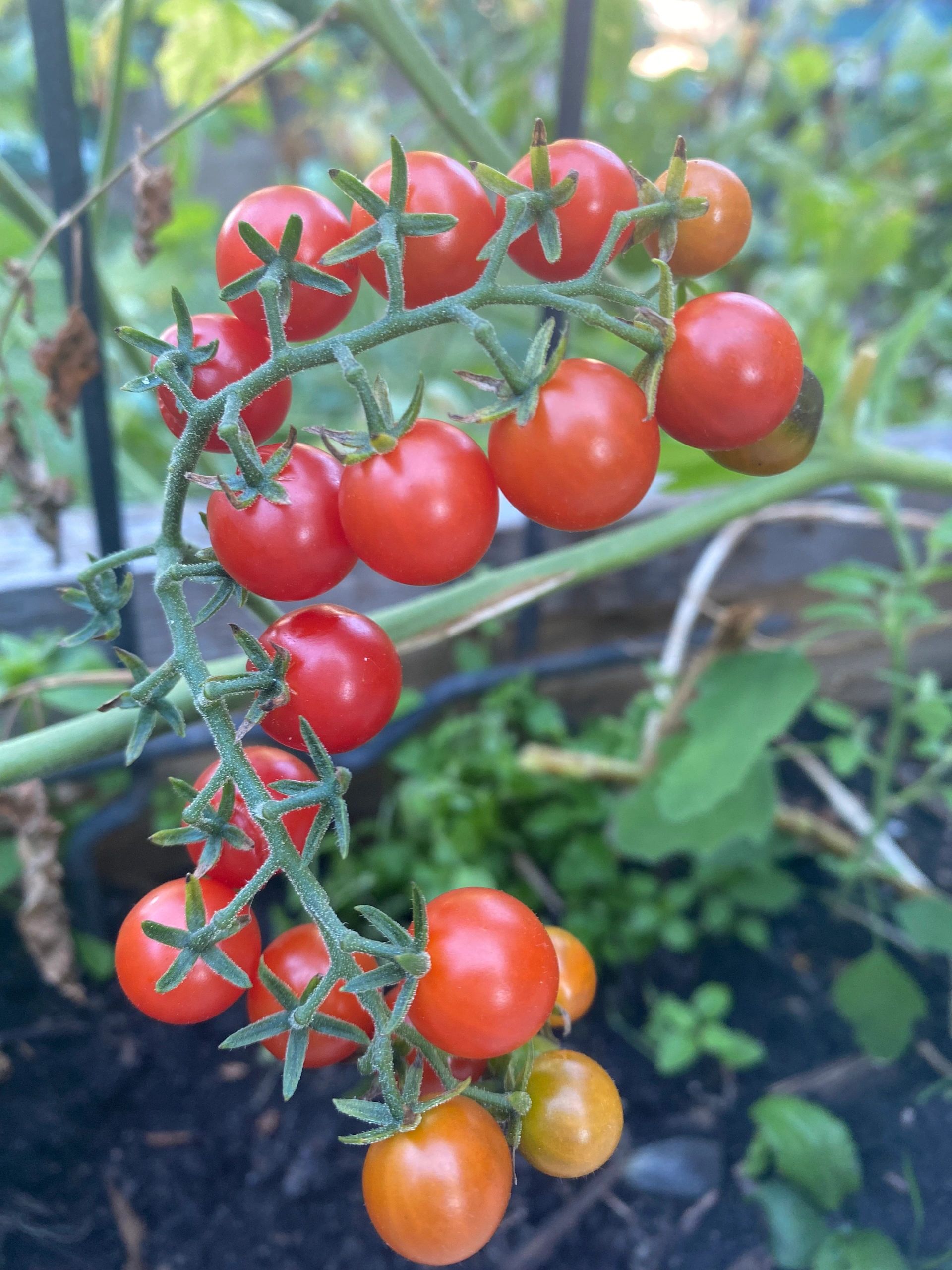 8th Sunday in Ordinary Time Produce Good Fruit!