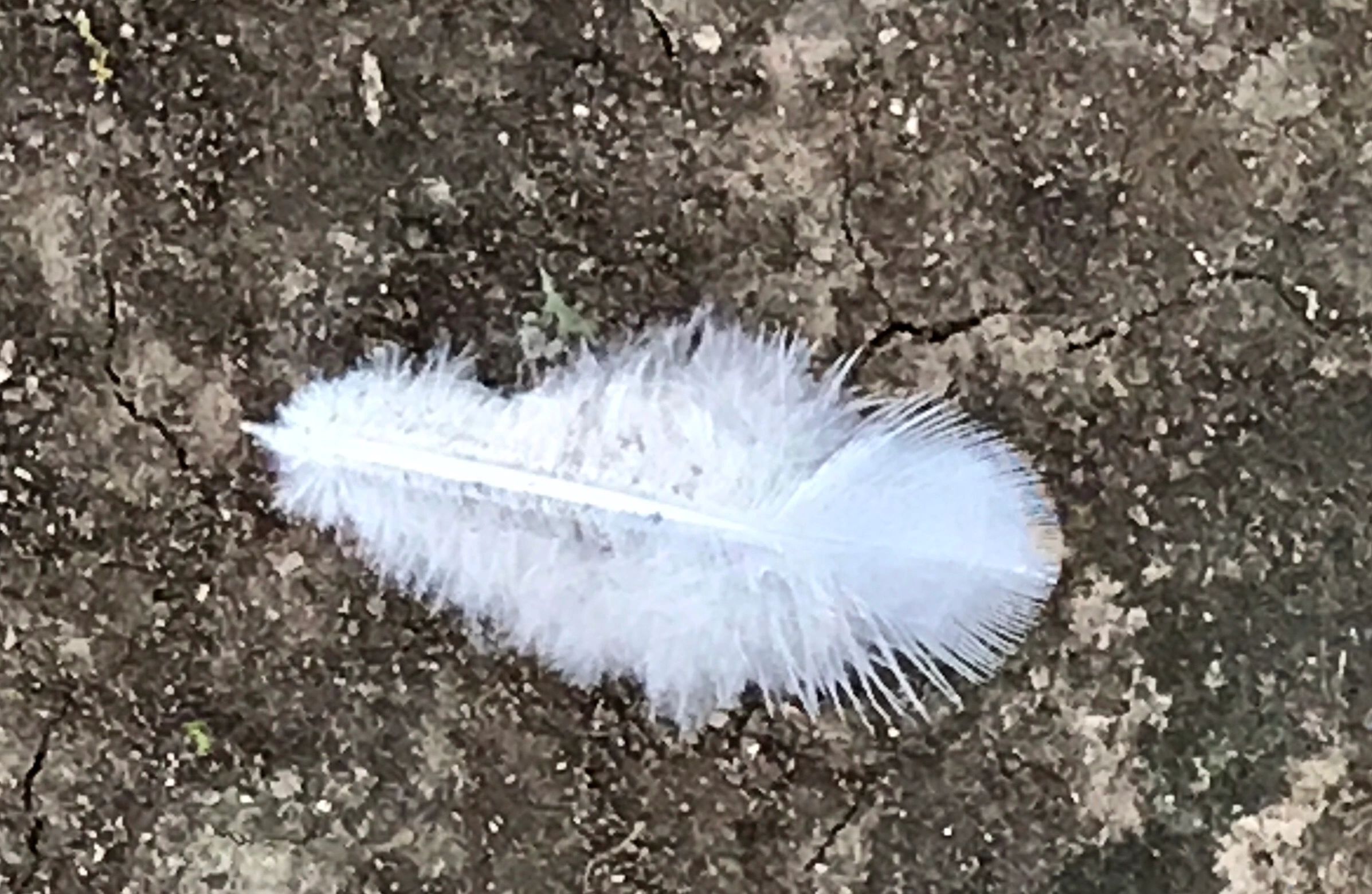 Feather on the Breath of God