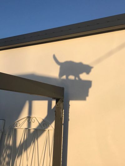 Shadow of a cat on a wall in sunlight.