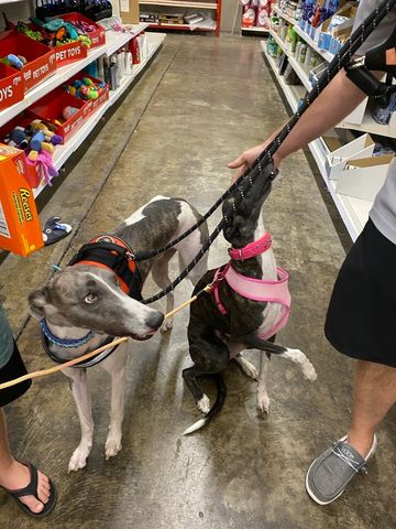 Pet adventures