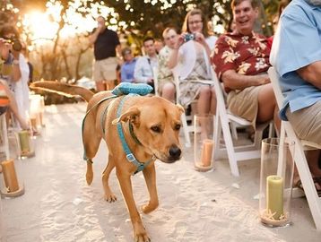 wedding day pet concierge