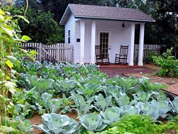 plant watering services