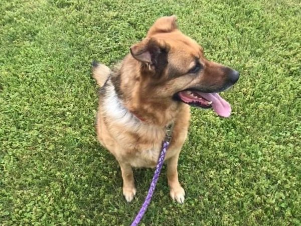 pet legacy trusts