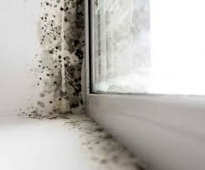 Get rid of mold
