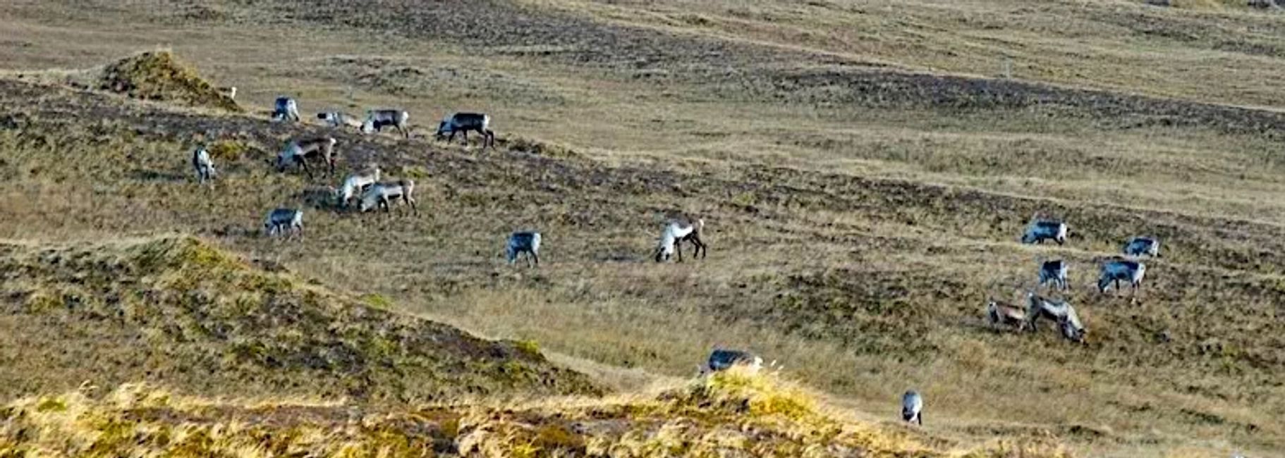 Adak Caribou Hunting Alaska's Team XTreme Adak Coldbay Fishing and