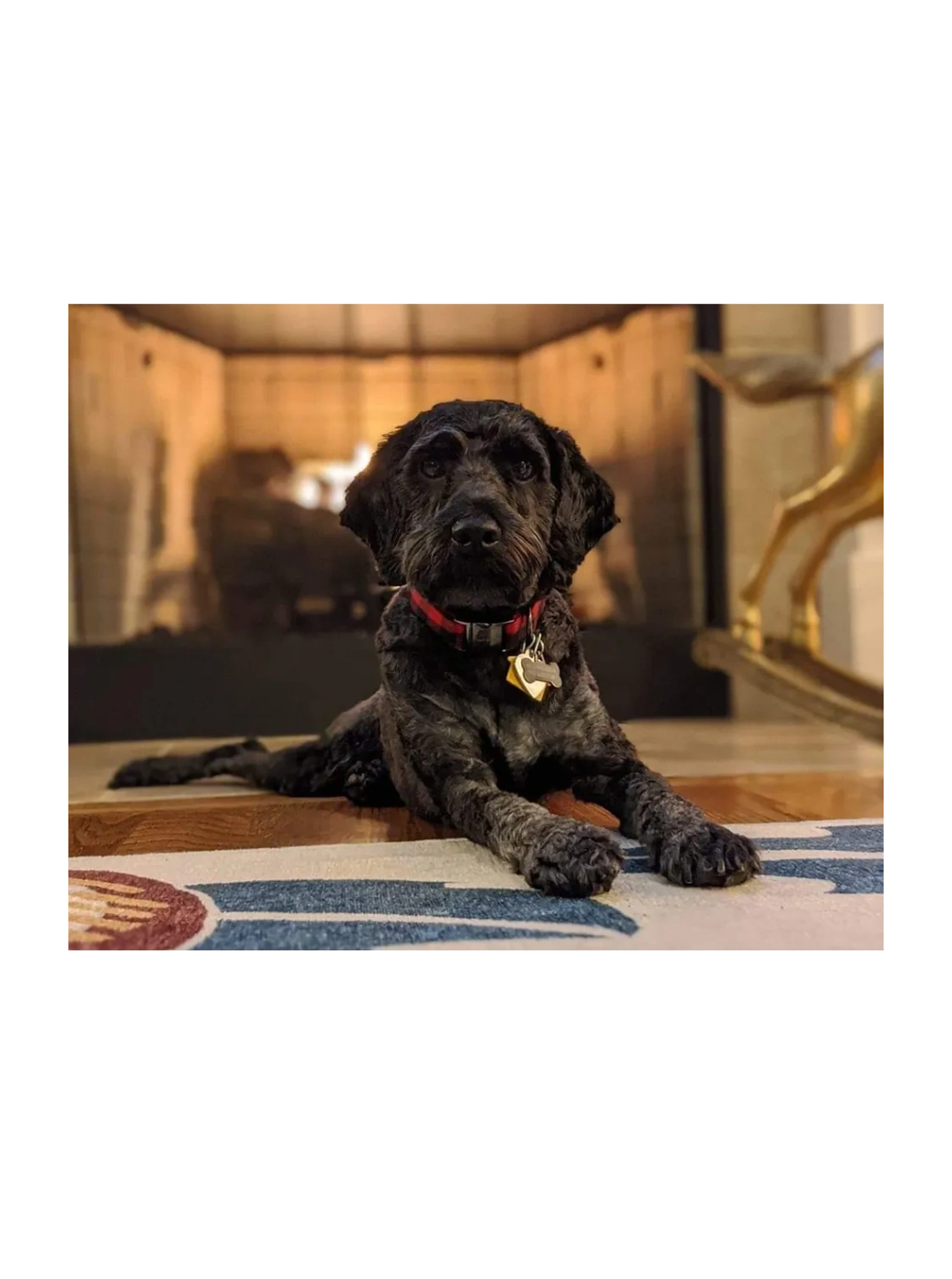 Waggingwonderscockapoos