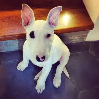 Furry Kennels - English Bull Terrier Puppies