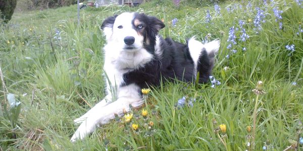 Dog