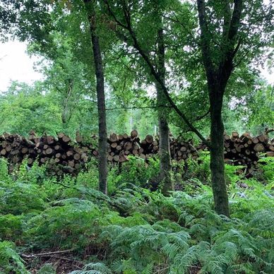 Cut timber stacks Green Bottom