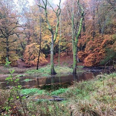 Forest of Dean