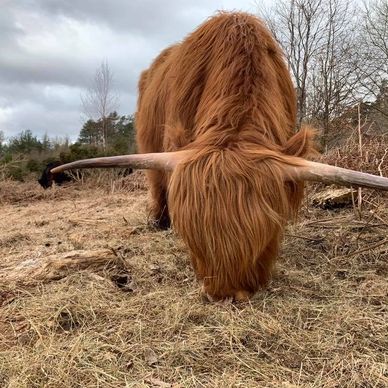 Highland cattle at Edge Hills Plantation Forest of dean