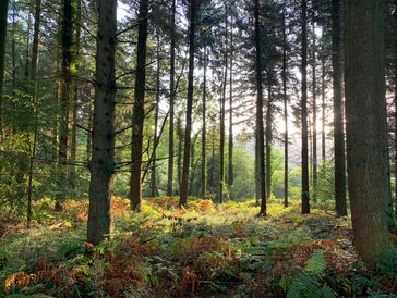 Trees in The Forest of Dean