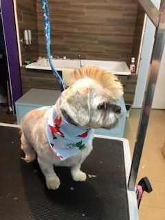 Griffes en bulles dog grooming listing photo