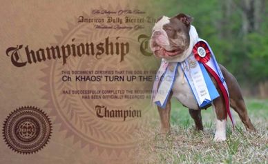 Oklahoma Bully Breed Expo 3 – THE AMERICAN BULLY KENNEL CLUB