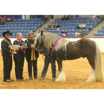 Prize-winning horse with people in an arena.