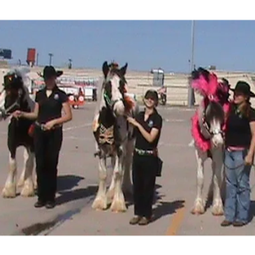 People standing with decorated horses in an outdoor setting.