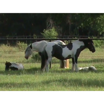 Group of horses resting and standing in a grassy field.