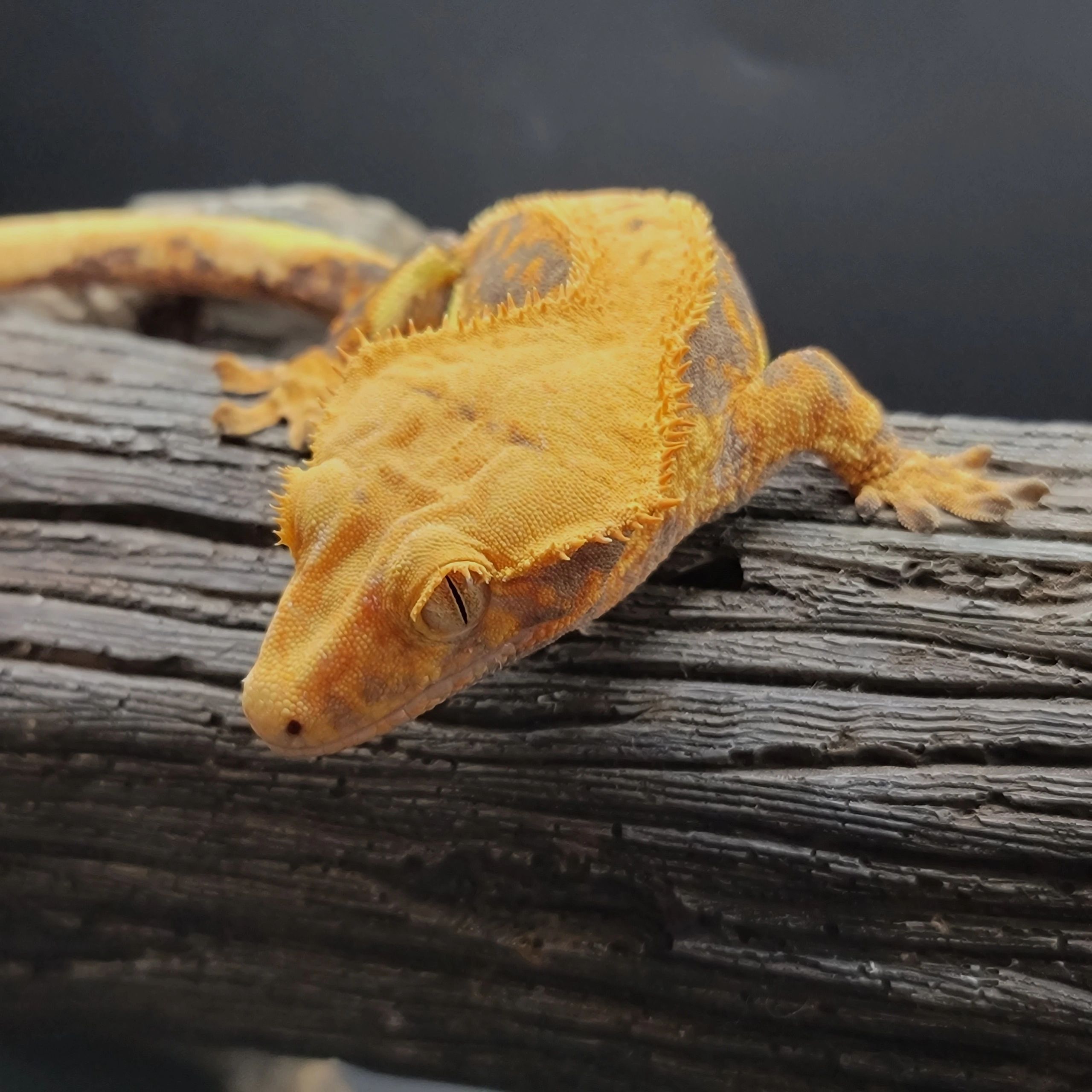 Buy Gargoyle Gecko Online - Tacoma Crested Geckos