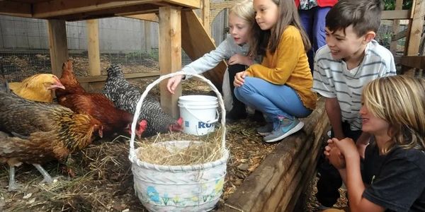 Children learning about chickens in the chicken coop on campus.