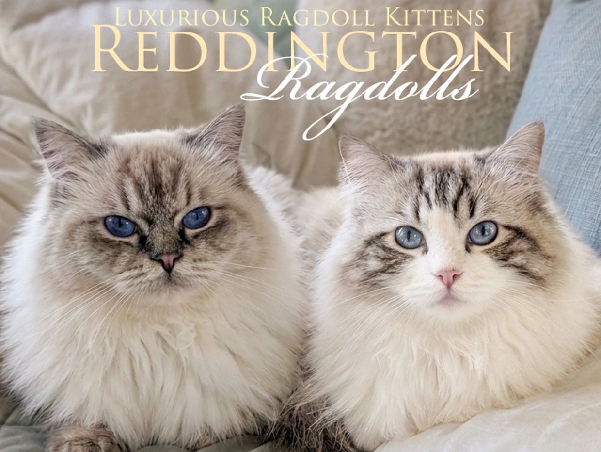 Seal lynx point ragdoll and blue lynx bicolor ragdoll cat.  TICA & CFA Registered. Maryland kittens