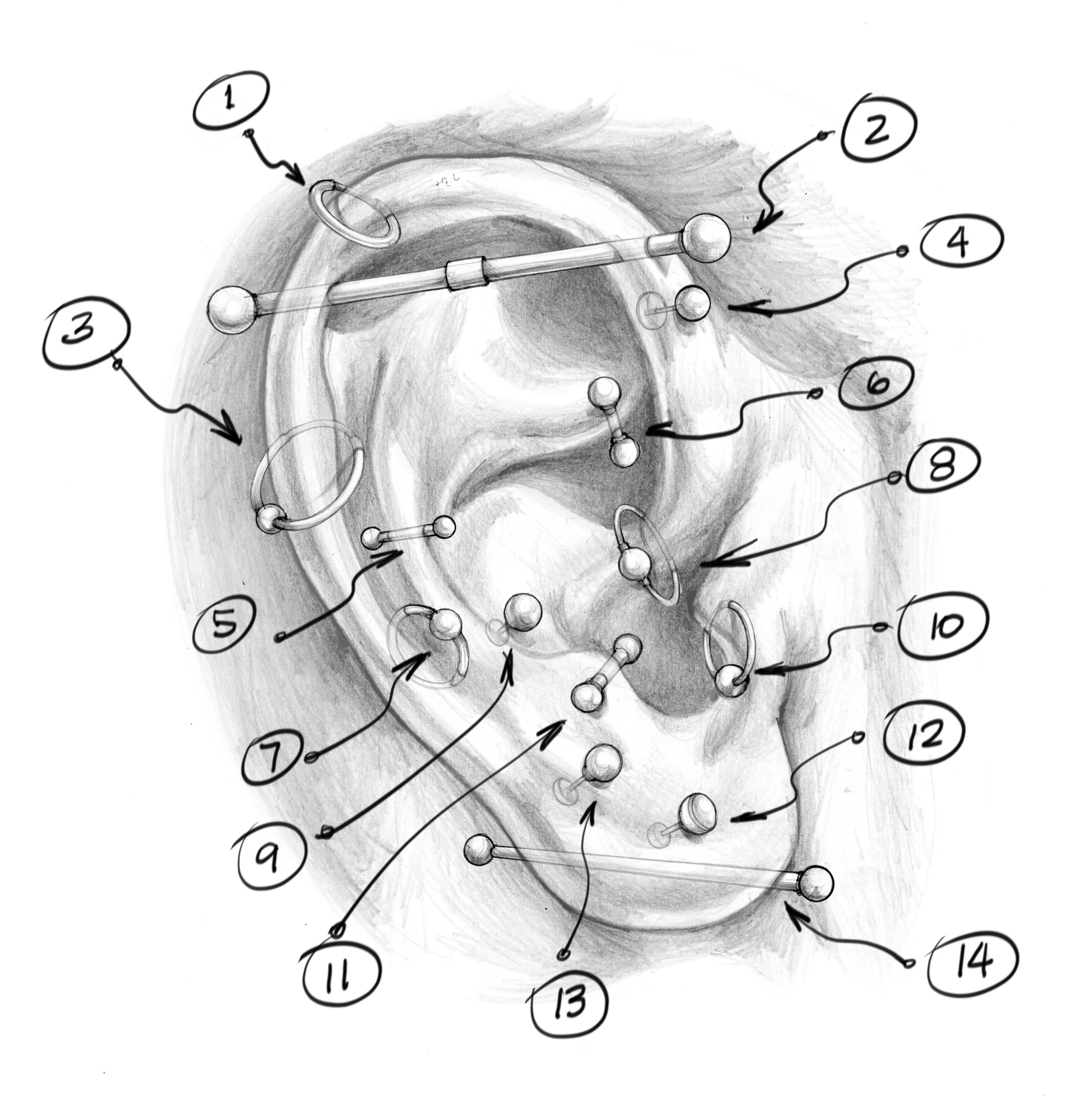 Piercing Names on a Ear illustration Chart