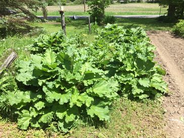 Our Rhubarb patch.   With some plants being over 100 years old.