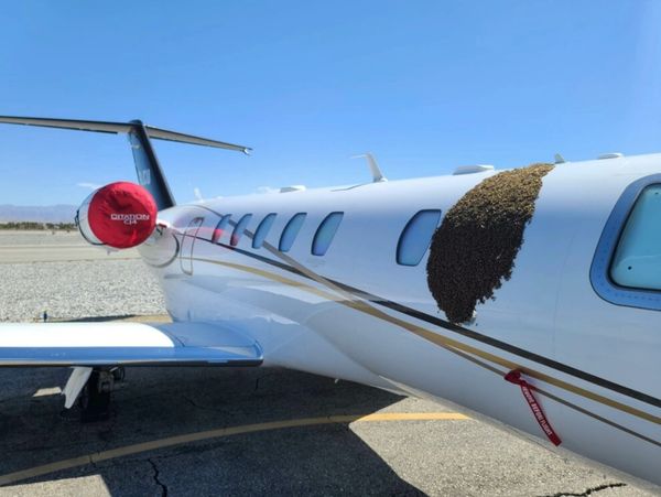 Bee swarm on airplane wing.