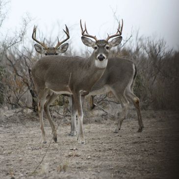 Venado 