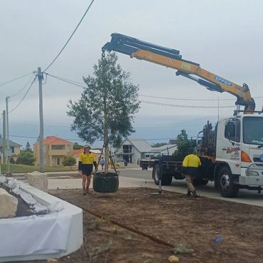 Workers use a crane truck to plant a large tree in a residential area.