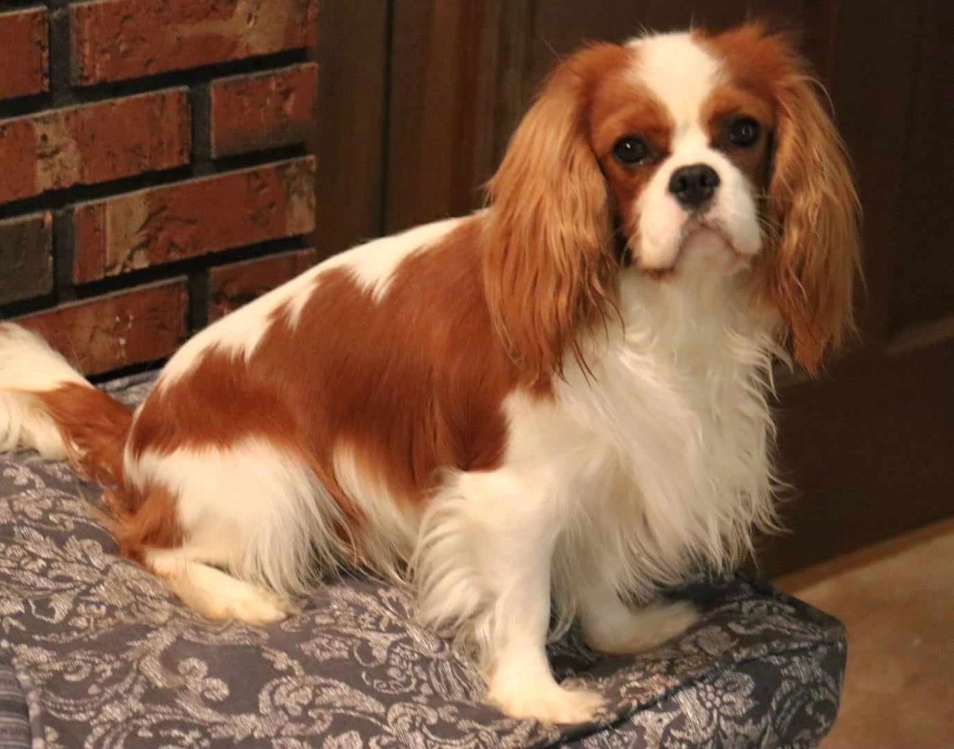 A champion Cavalier King Charles Spaniel dog sits by the fireplace