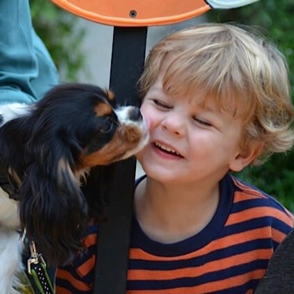 A young boy gets a kiss from a tri color Cavalier King Charles Spaniel puppy