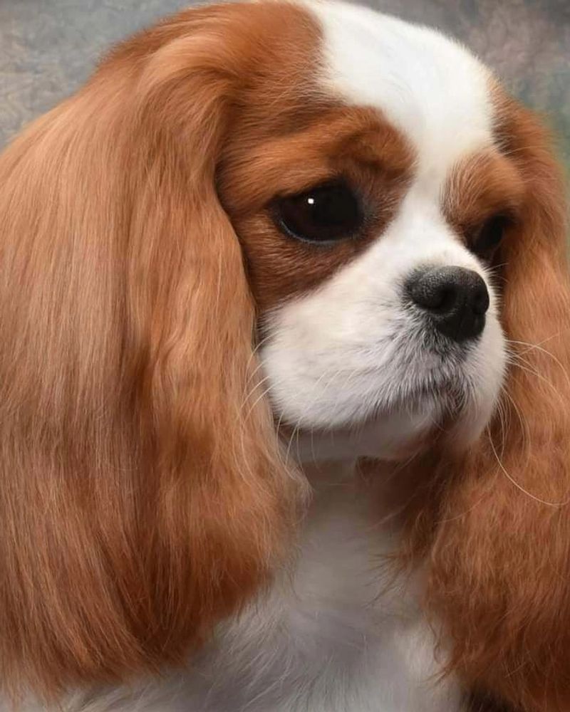 Beautiful Blenheim  Champion Cavalier King Charles Spaniel bred by Legend Cavaliers