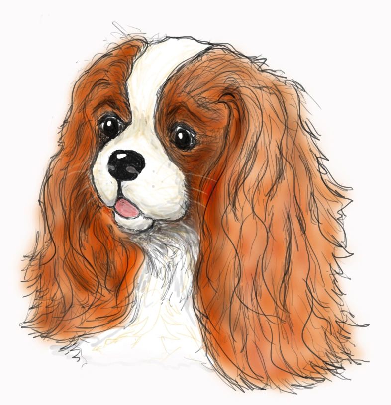 why do groomers shave king charles spaniel