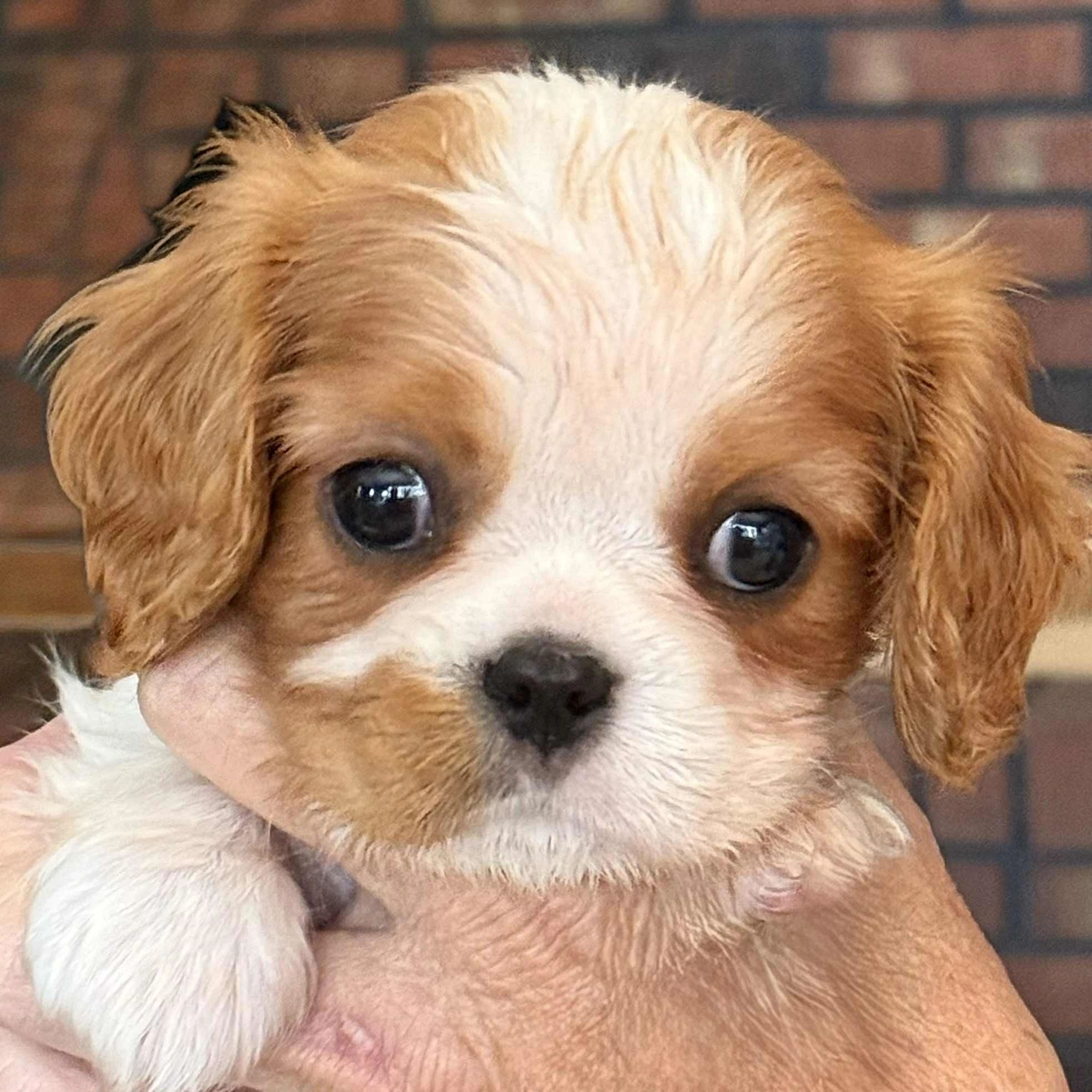 Female Cavalier King Charles Spaniel Puppy For Sale