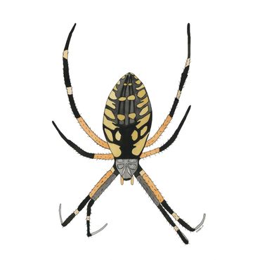 Nature Art. Watercolor Painting. Local NC. Black and Yellow Garden Spider. Artist Rebecca Dotterer.
