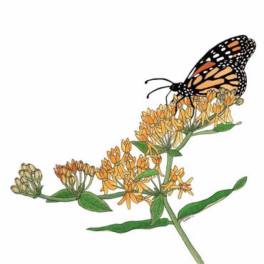Nature Art. Watercolor Painting. Local NC. Butterfly Milkweed & Monarch. Artist Rebecca Dotterer