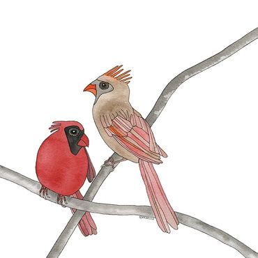 Nature Art. Watercolor Painting. Local NC. Northern Cardinals. Artist Rebecca Dotterer.