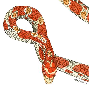 Nature Art. Watercolor Painting. Local NC. Corn Snake. Artist Rebecca Dotterer.