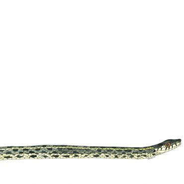 Nature Art. Watercolor Painting. Local NC. Eastern Garter Snake. Artist Rebecca Dotterer.